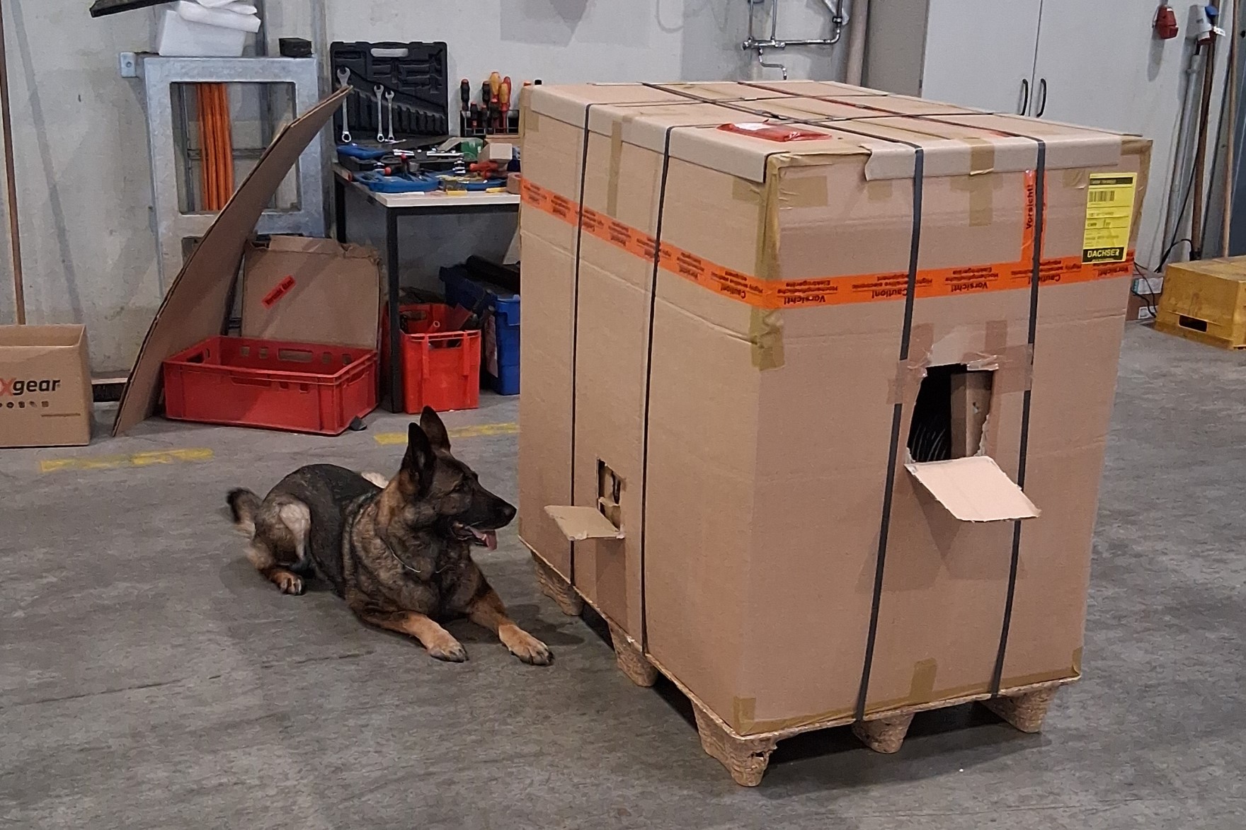 Ein Schäferhund liegt neben einem großen Karton, der vorne etwas geöffnet ist