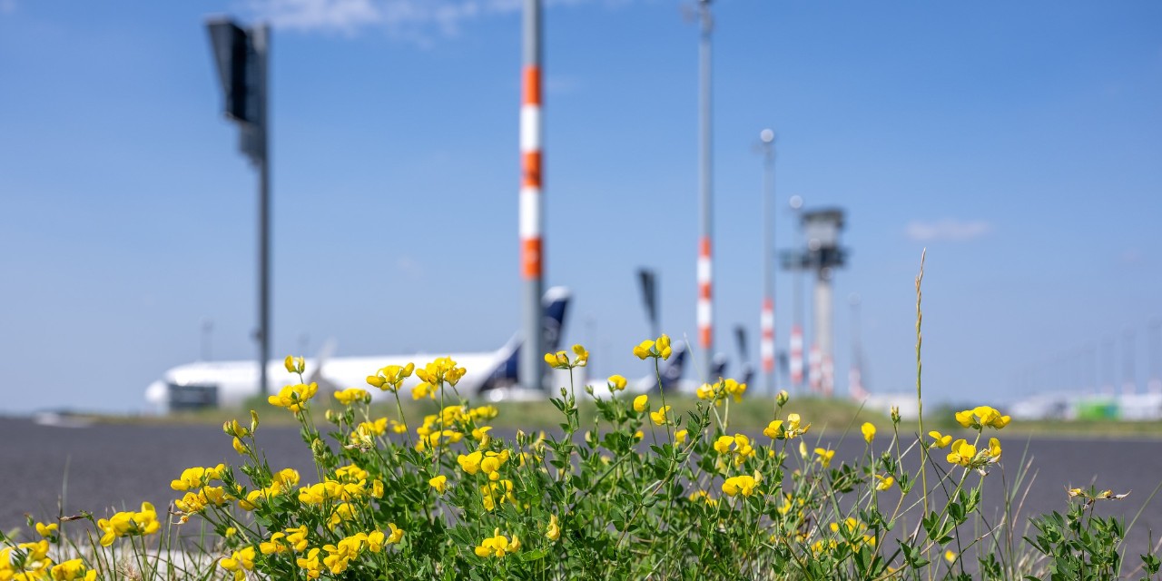 Gelbe Blumen am Rande eines Flughafenvorfelds. Im Hintergrund sind Lichtmasten, ein Flugzeug und der Tower zu sehen.