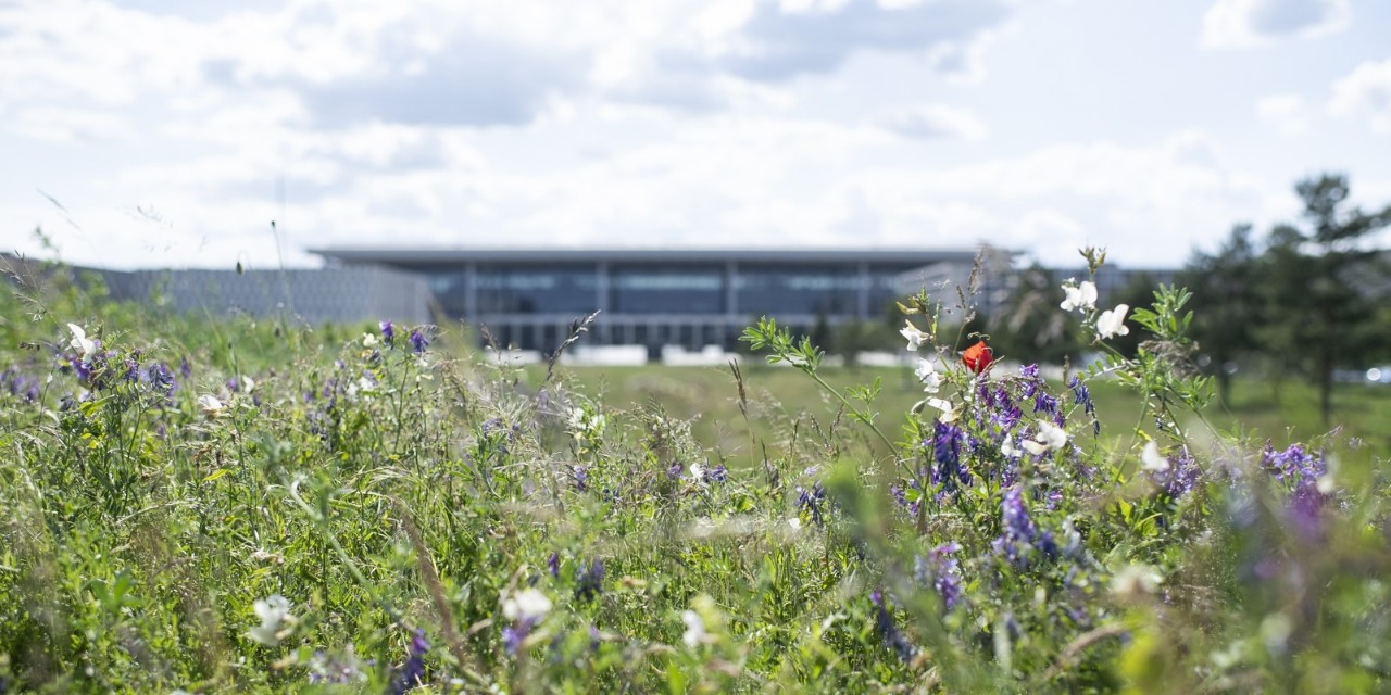 Im Vordergrund ist eine blühende Wiese zu sehen, im Hintergrund die landseitige Fassade des Terminal 1 des BER.