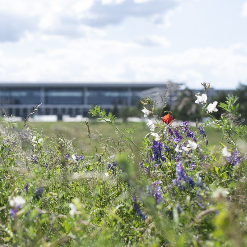 Im Vordergrund ist eine blühende Wiese zu sehen, im Hintergrund die landseitige Fassade des Terminal 1 des BER.