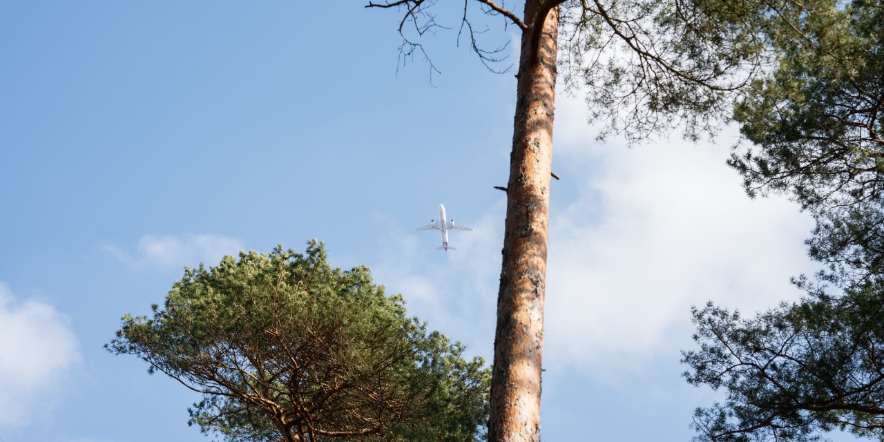 Der Betrachter blickt aus der Froschperspektive an Baumwipfeln vorbei in den Himmel, an dem ein Flugzeug zu sehen ist.