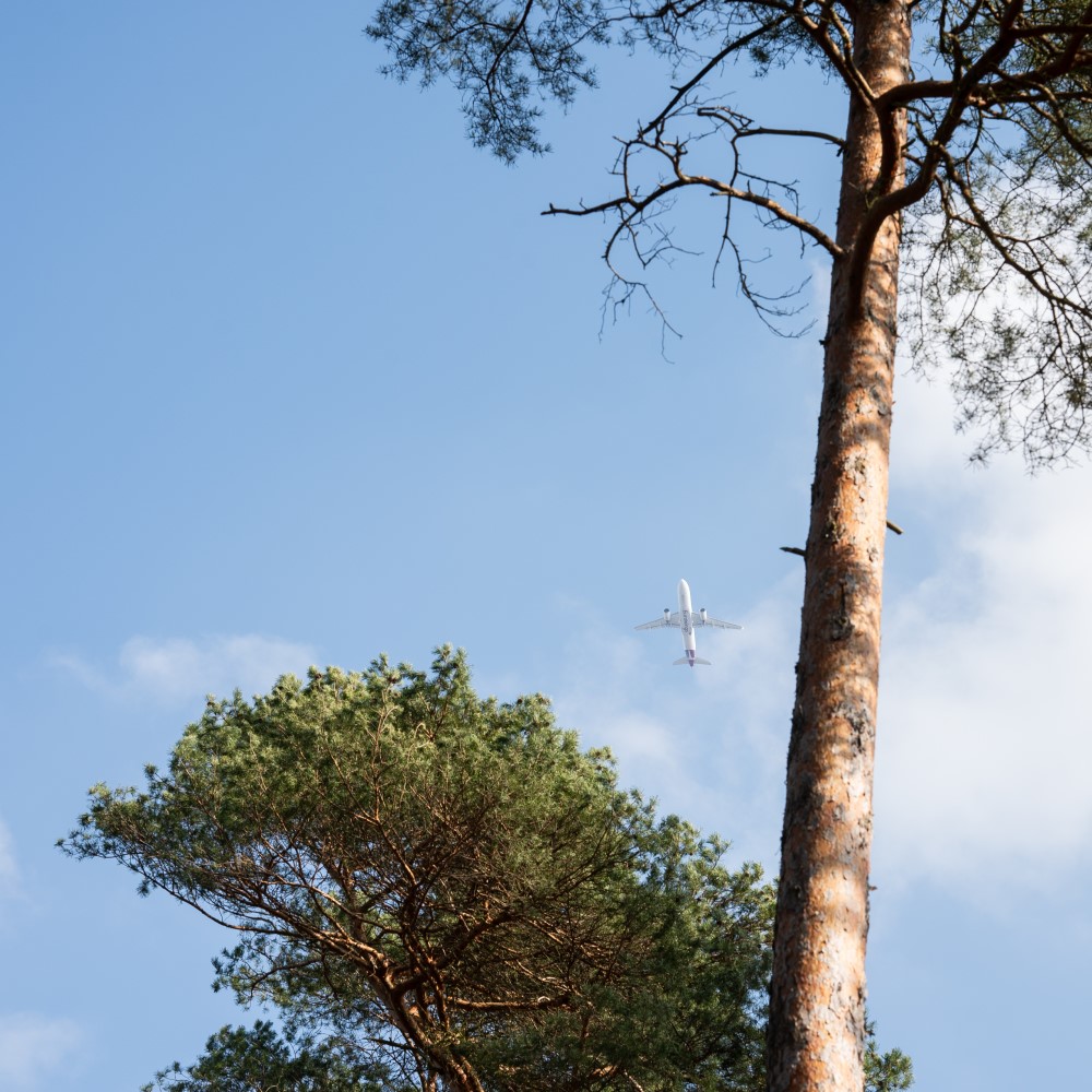 Der Betrachter blickt aus der Froschperspektive an Baumwipfeln vorbei in den Himmel, an dem ein Flugzeug zu sehen ist.