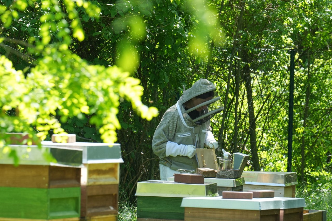 Imkerin arbeitet an Bienenkästen