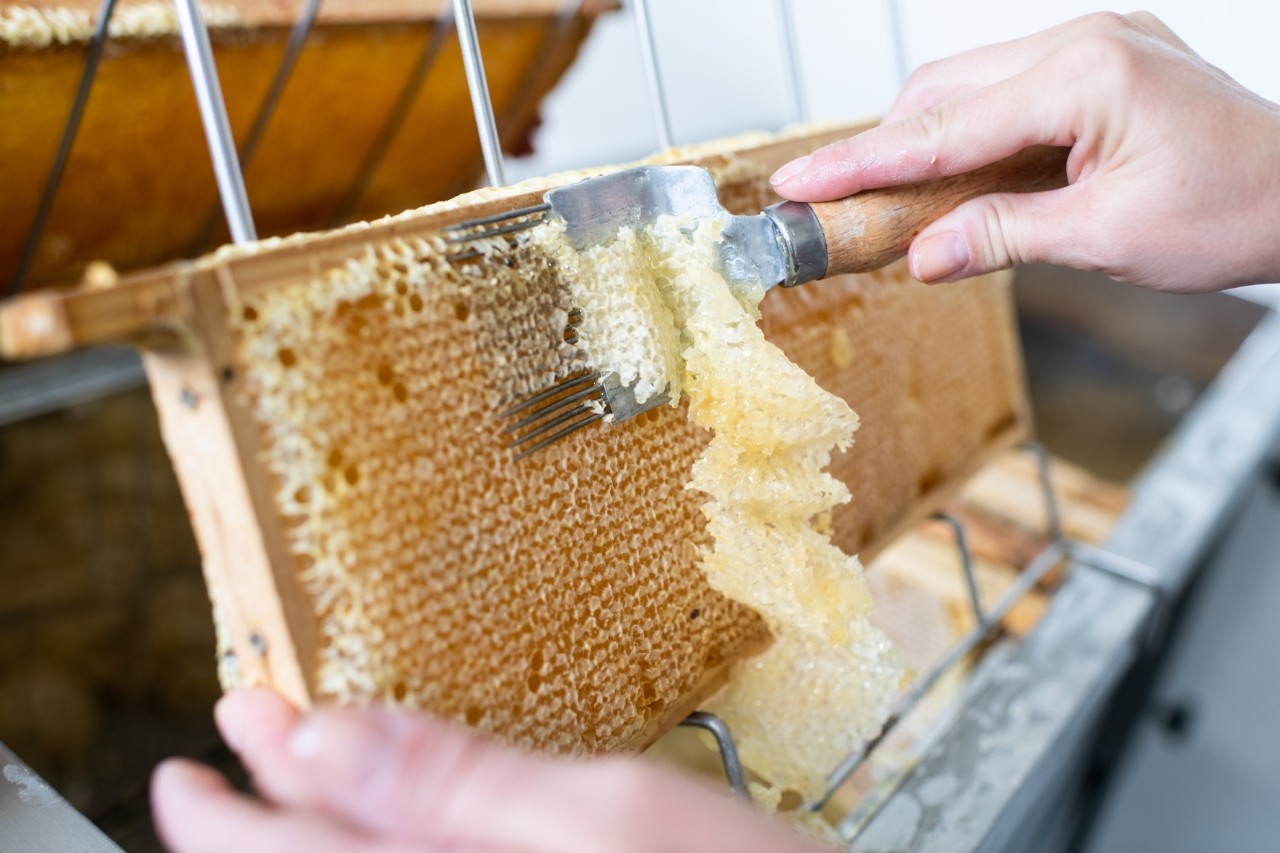 Detailaufnahme vom Entdeckeln eines Bienenwabenrahmens