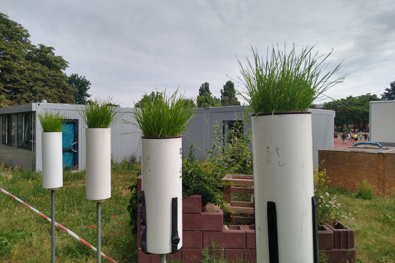 Vier schmale, erhöhte Töpfe mit Grassoden stehen auf einem Gelände im Freien