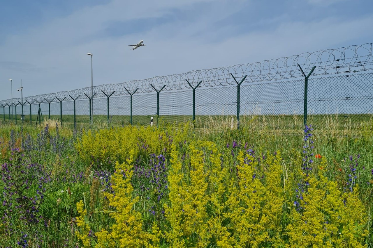 Blühende Wiese am Flughafen-Zaun