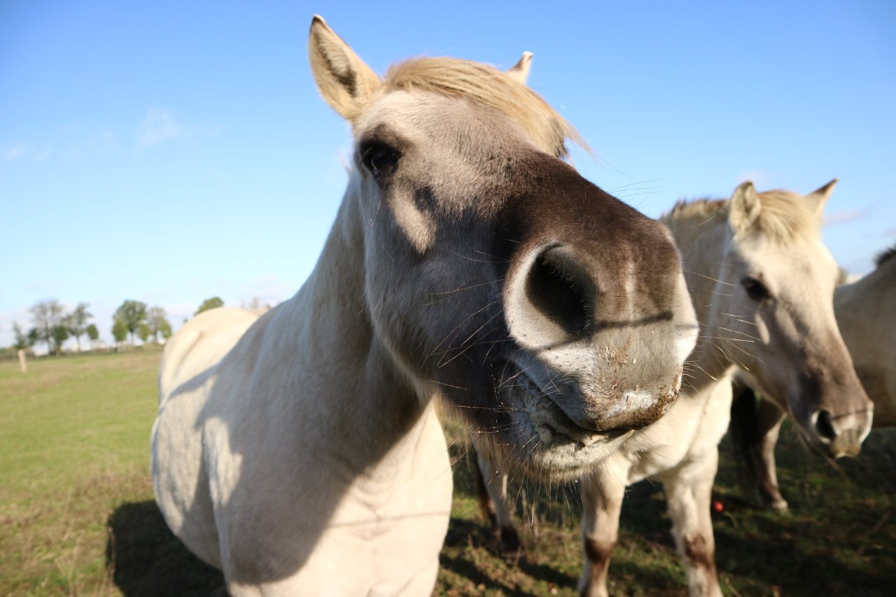 Pferde mit hellem Fell auf einer Wiese