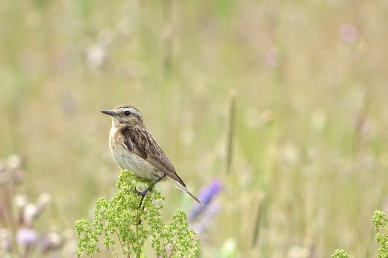 Ein kleiner Vogel der Art Braunkehlchen sitzt auf einer Pflanze.
