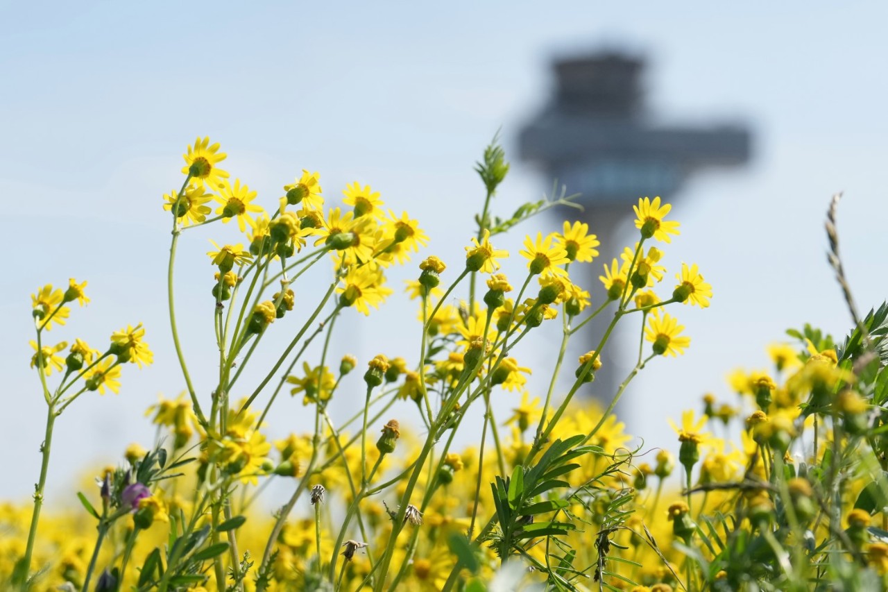 Kleine, gelbe Blumen. Im Hintergrund ein Tower am Flughafen.