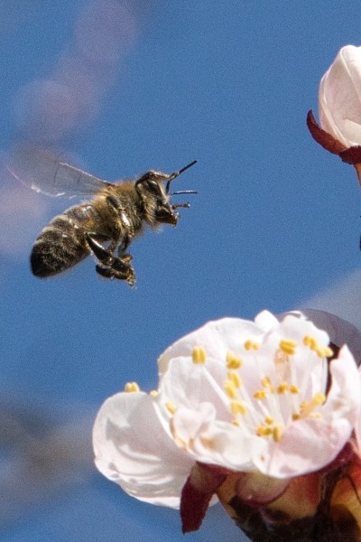 Biene fliegt eine Baum-Blüte an