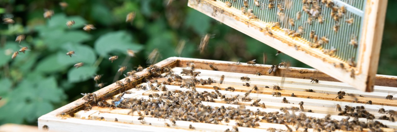 Detailaufnahme eines geöffneten Bienenstocks