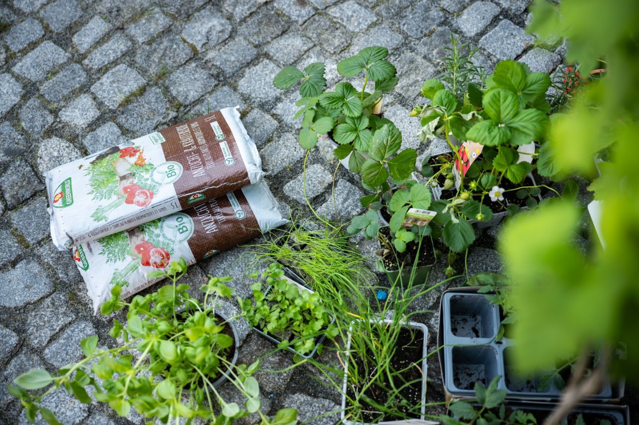 Erde in Säcken und verschiedene Pflanzen liegen auf einem gepflasterten Weg.