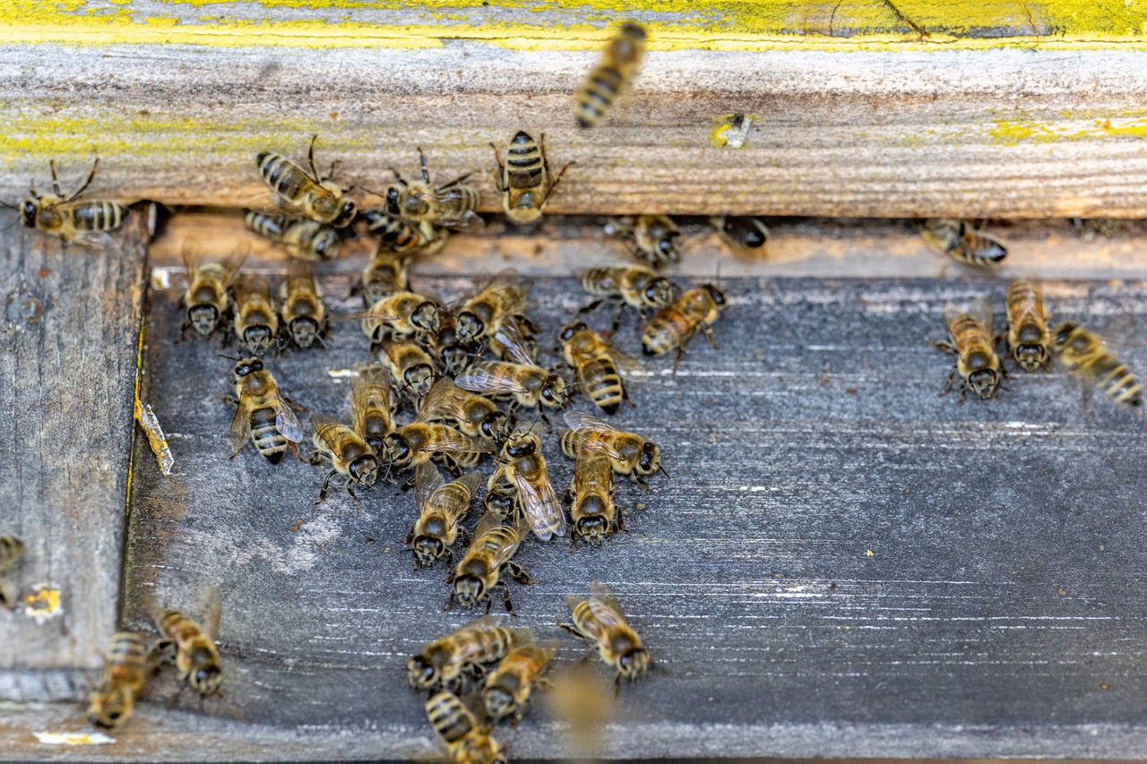 Bienen an einem Bienenstock