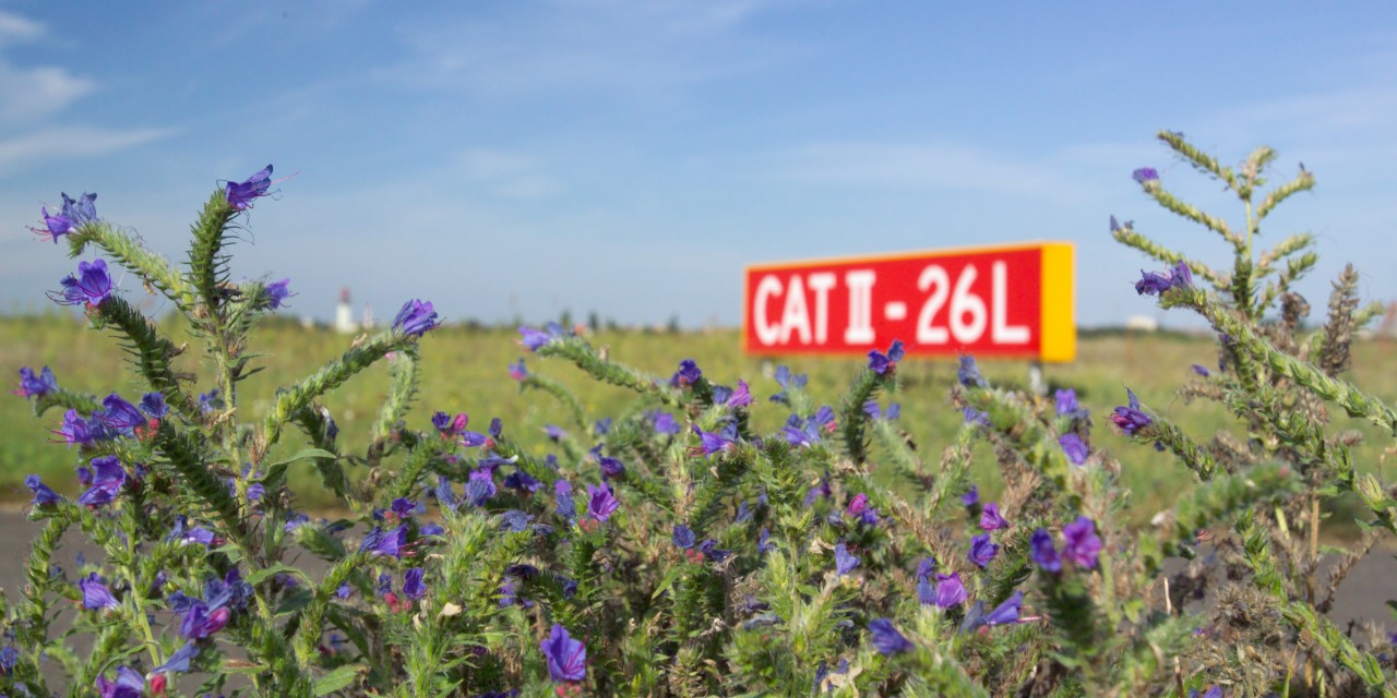 Plants in the foreground, taxiway markings from the airport in the background.