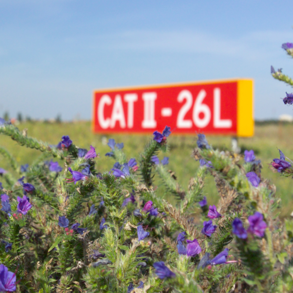 Plants in the foreground, taxiway markings from the airport in the background.