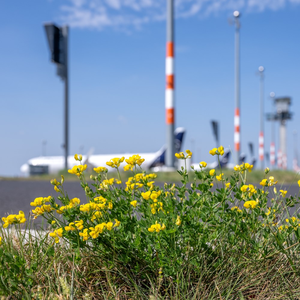 Yellow flowers at the edge of an airport apron. In the background, you can see lighting columns, an aeroplane and the control tower.