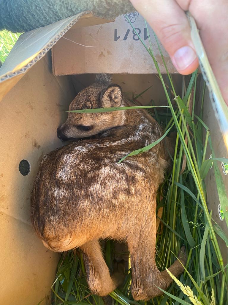 Rescued fawn in the Zülowniederung Nature Reserve