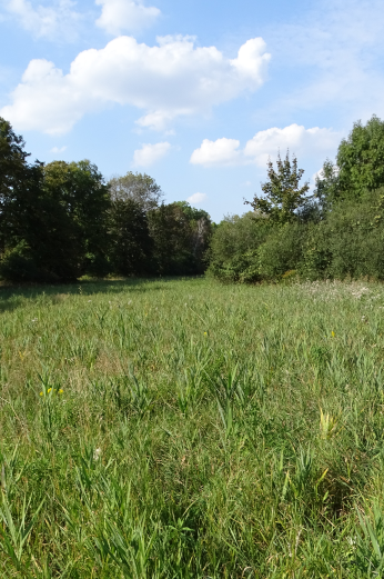 The green meadows in the Zülowniederung Nature Reserve