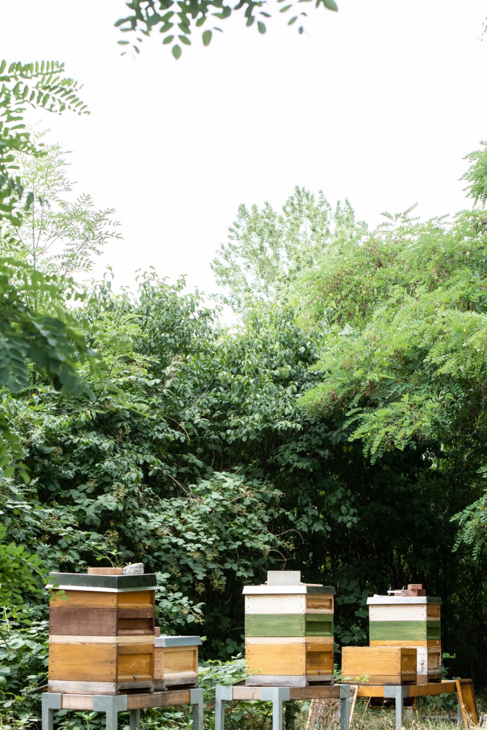 Beehives in a meadow surrounded by trees