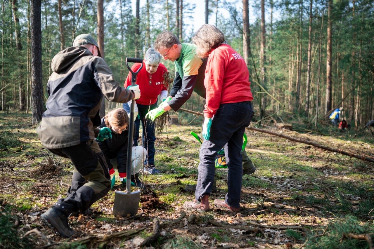 A group of people plant a tree in a forest.