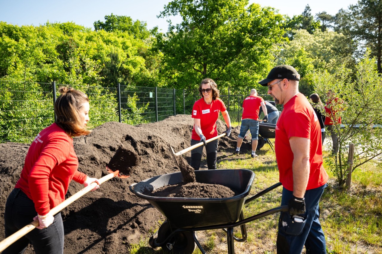Two people are shovelling soil into a wheelbarrow held by a third person.