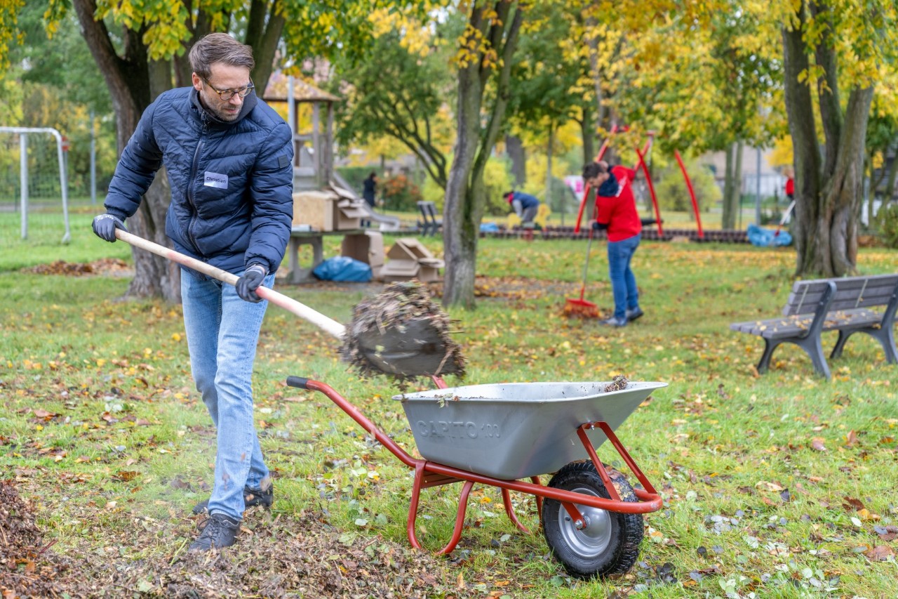 A person is shovelling leaves into a wheelbarrow.