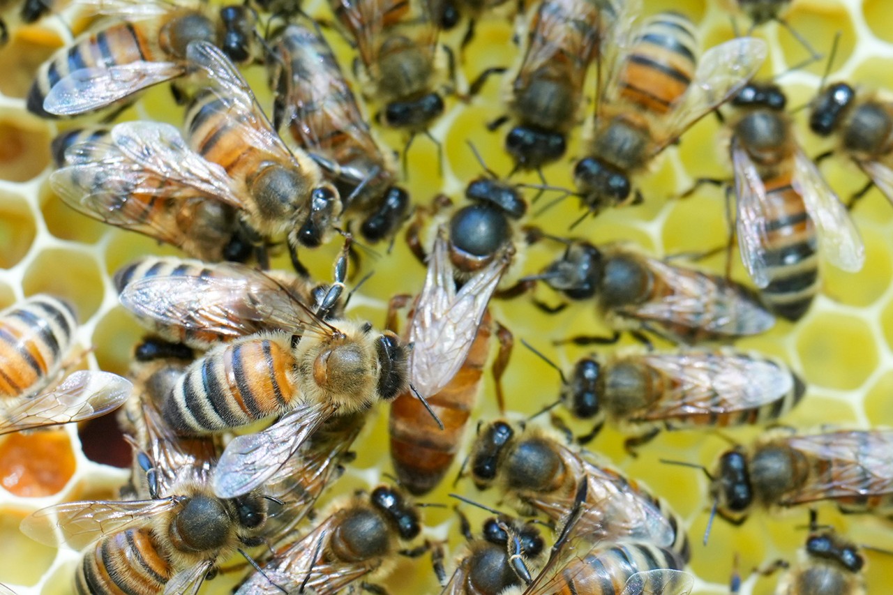 Bees on a honeycomb