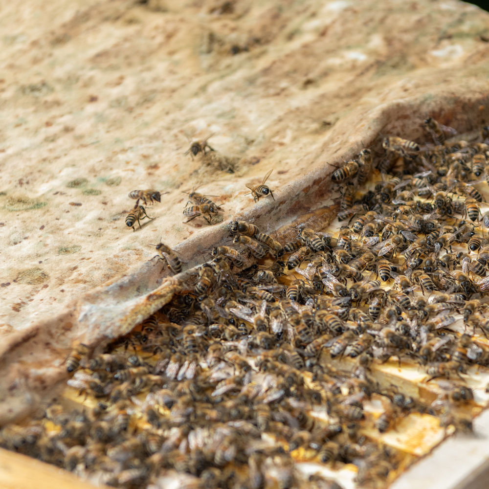Many bees on honeycomb