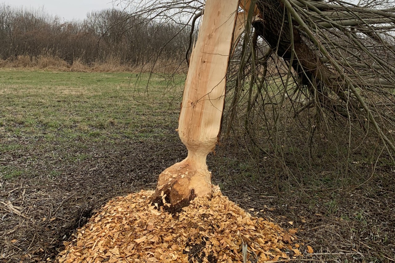A tree destroyed by beaver activity