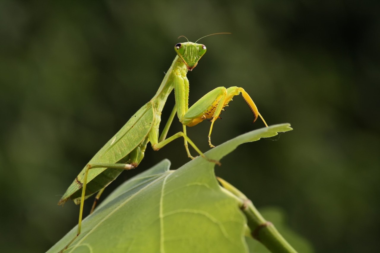 A green insect of the species Mantis sits on a leaf.
