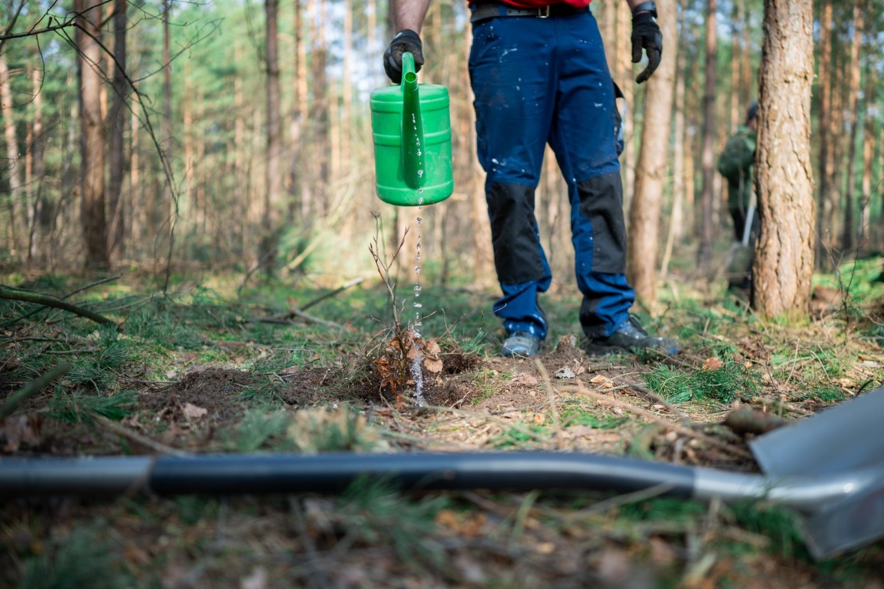Only the lower half of a person in work clothes can be seen watering a freshly planted young tree in a forest with a watering can.