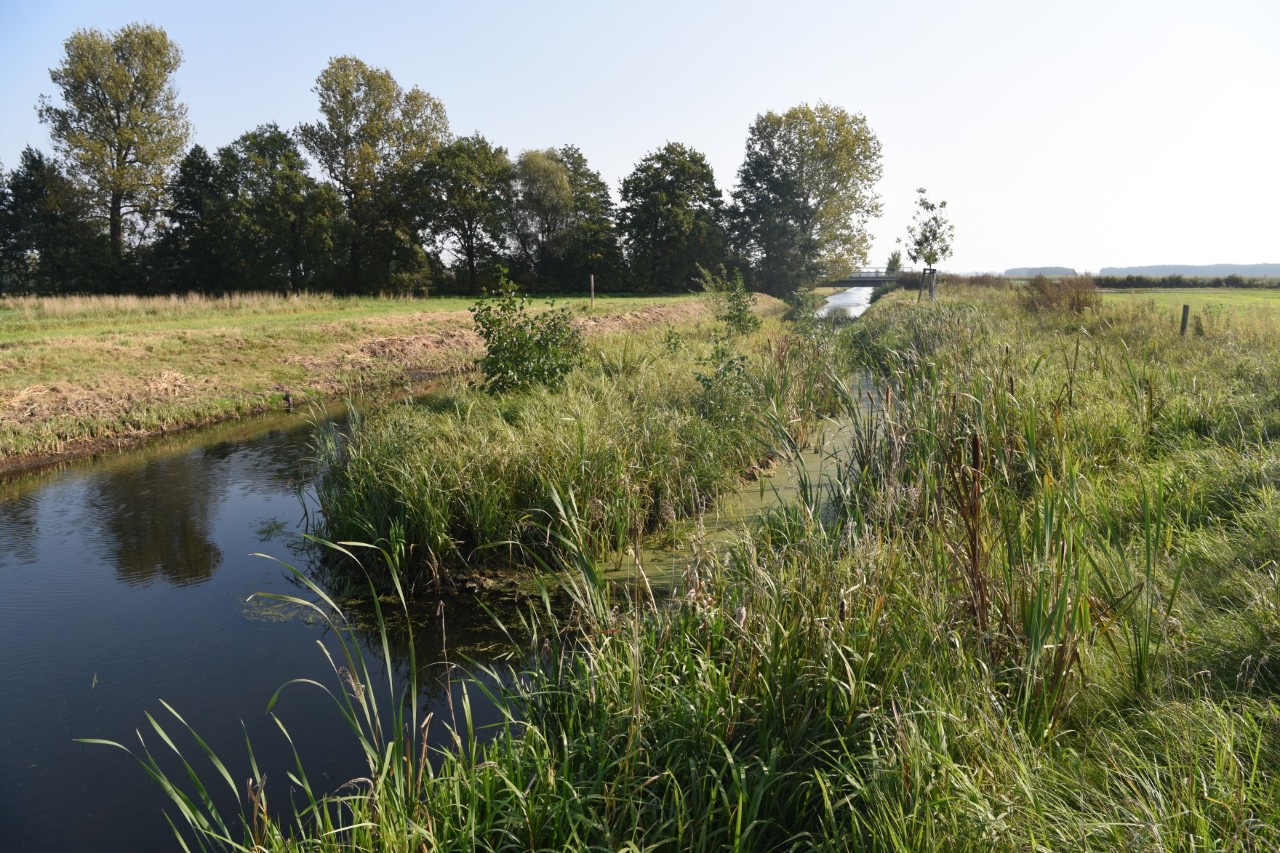 Surrounded by meadows lies a water-filled canal, in the middle of which there is a small grass-covered island.