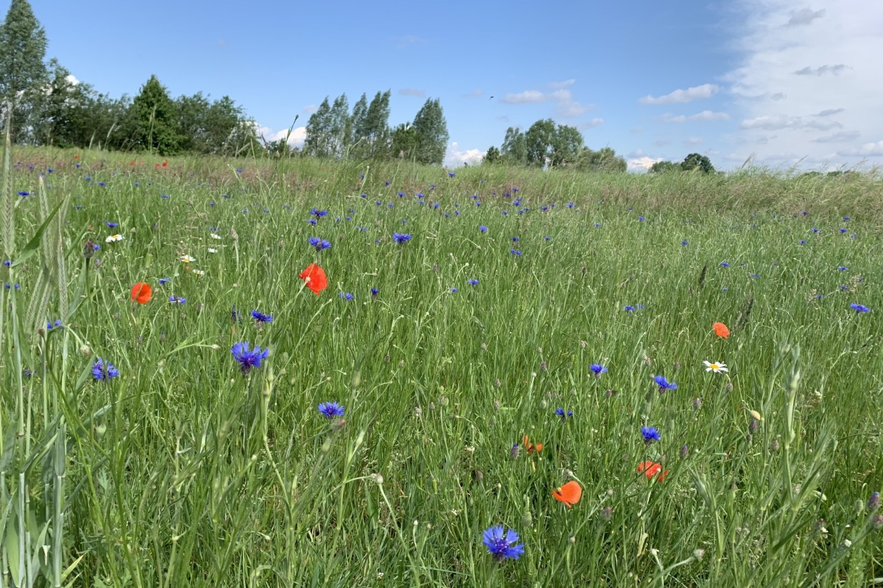 Field where tall grass and wildflowers grow