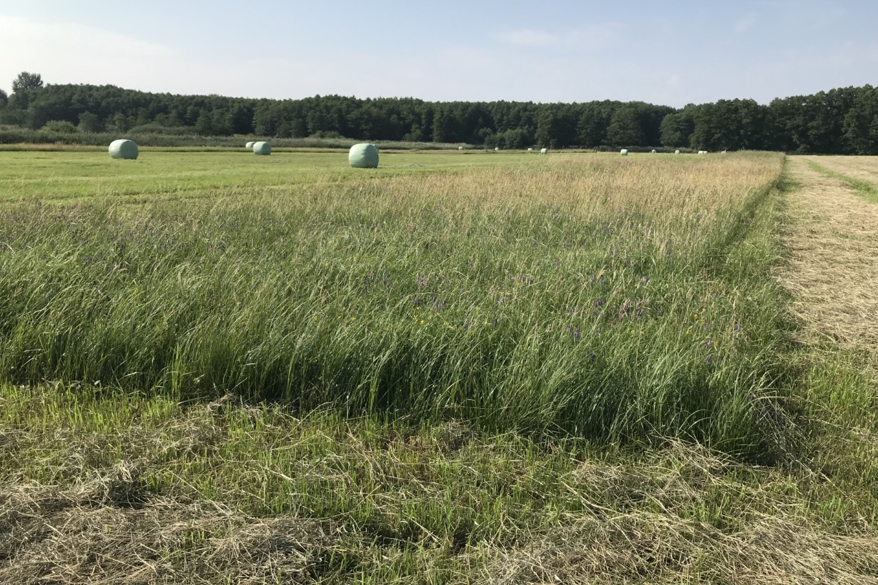 Field where a mowed area borders an unmowed area